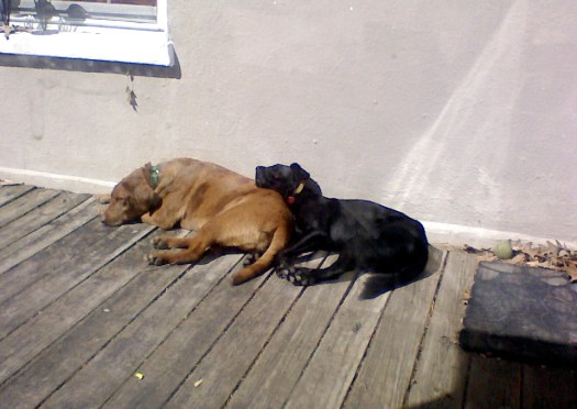 We like to sunbathe and snuggle! Water sux!