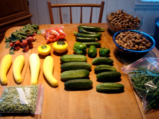 CSA bounty a typical weekly delivery from our CSA