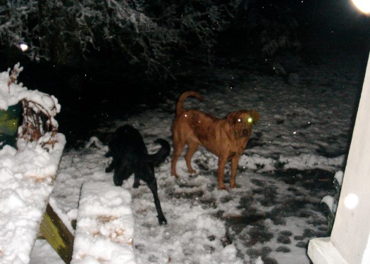 dogs in the snow